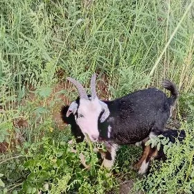 owlakly geci