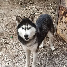 HASKI