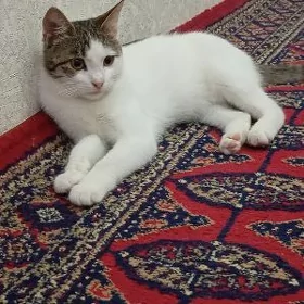 pişik