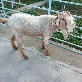 dog erkec
