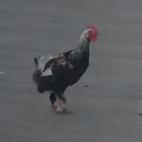 Horazlar