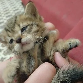 котенок в добрые руки