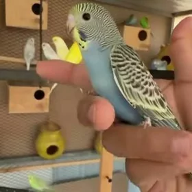 Gus imleri vitaminlary