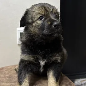 Собака 1 месяц