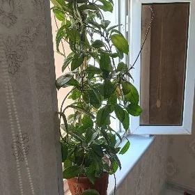 hoya