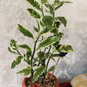pedilantus