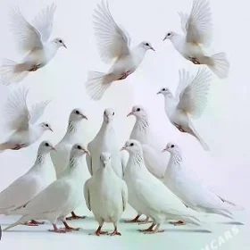 Ak Kepderi