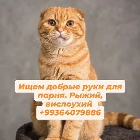Рыжий вислоухий кот