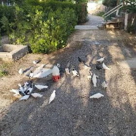 Kepderi