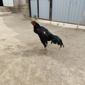 horaz
