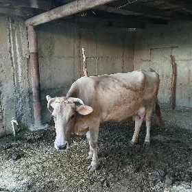 satlyk