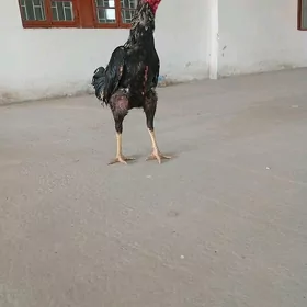 хораз