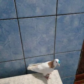 Kepderi