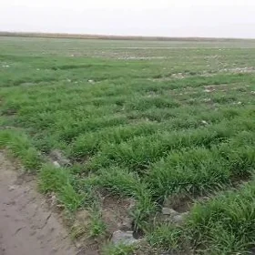 SATLYK 250-GEKTAR MULK YERY BA