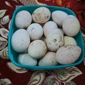 induk yumurtga