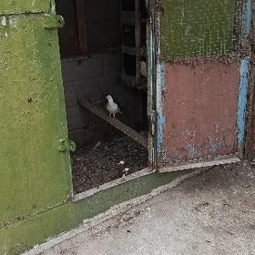 kepderi ketek
