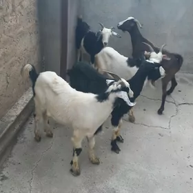 Dog erkeçler