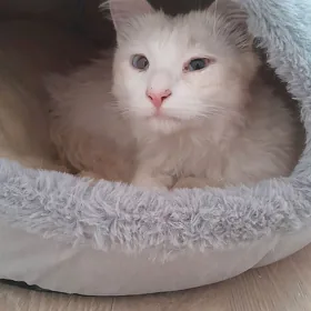 akja pisijek Amarok