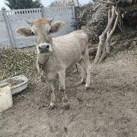 yaş gulajyn