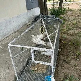 guş ketek