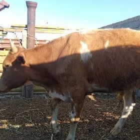 Öküz