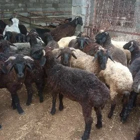 işşek