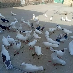 Kepderi