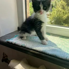 котенок