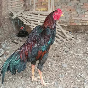 баес хораз