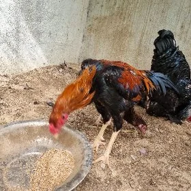 Horaz taskent