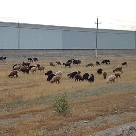işek