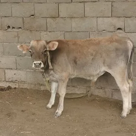 öküzçe
