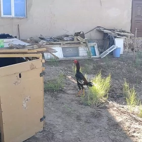 horaz