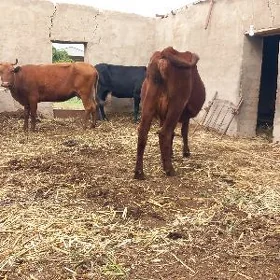 bogoz yetik