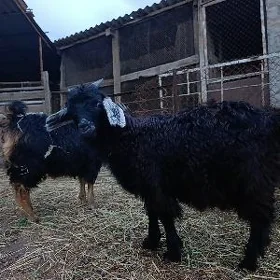 Çebiş owlak