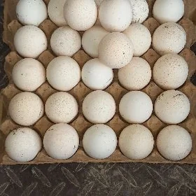induk yumurtga