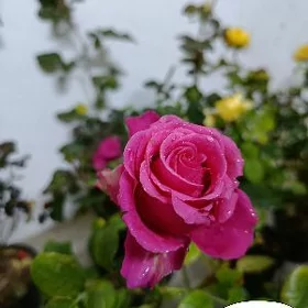 Roza gul nahal