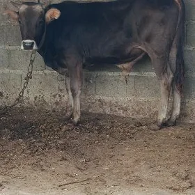 şwes öküz 2yaşar