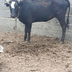 gysyr tuwe 4yaşan