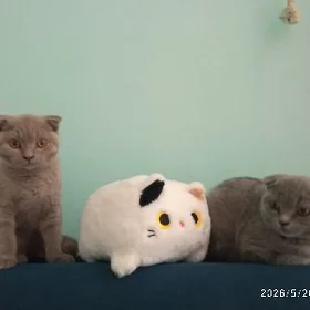 Вислоухие котята