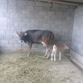 goleli sygyr
