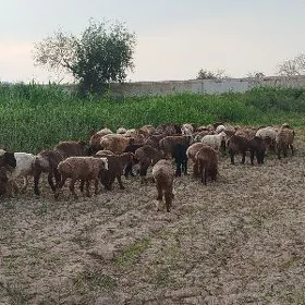 guzylar