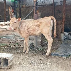 GÖLE