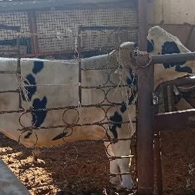 öküz