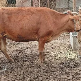 Semiz Sygyr Gurbanlyga