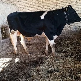 galşteyin oküz