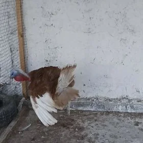 erkek induk owgan erkek induk
