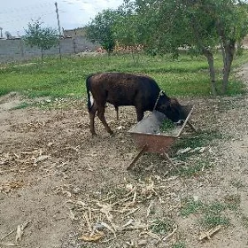 okuzce