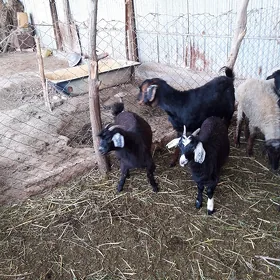çewiş geçi