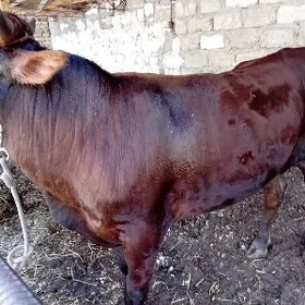 ökuz